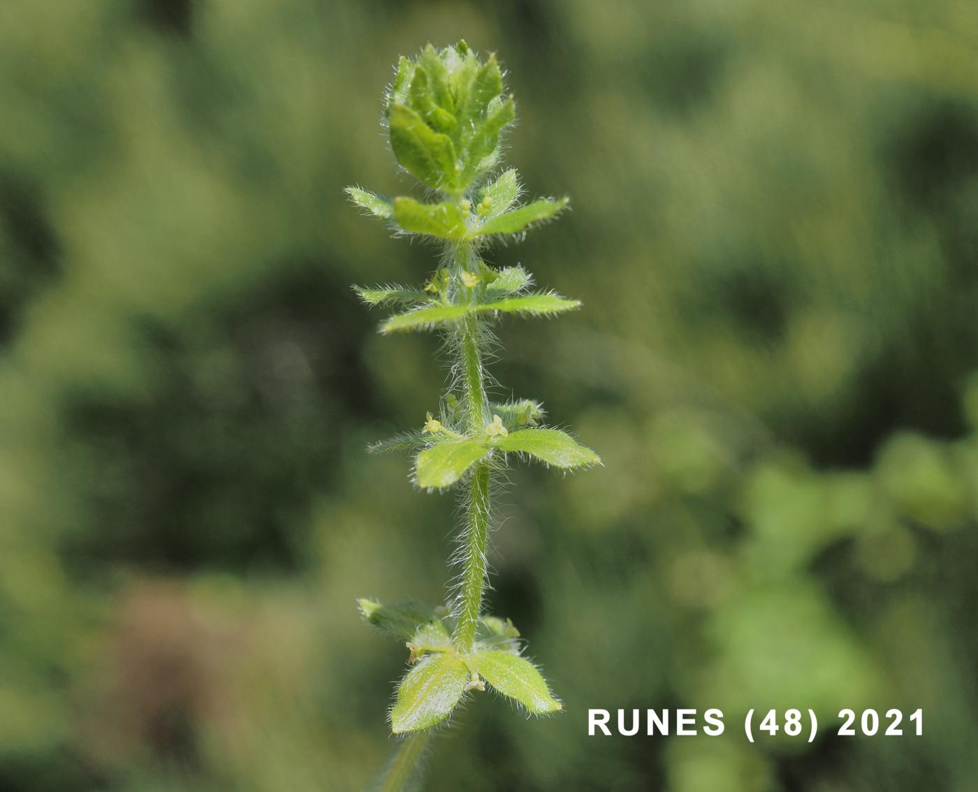 Crosswort, [Piedmont] plant